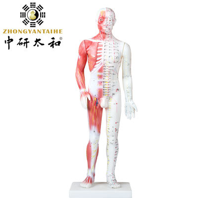 Mô hình cơ thể bằng châm cứu Trung Quốc với cơ bắp 60/85/170cm
