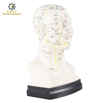 chất lượng  Eco Friendly 20cm Head Acupuncture Body Model Without Effusion Liquid nhà máy