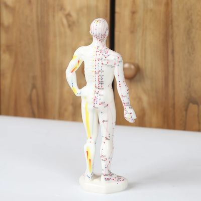 Mô hình cơ thể meridian châm cứu thực tế với vỏ xách