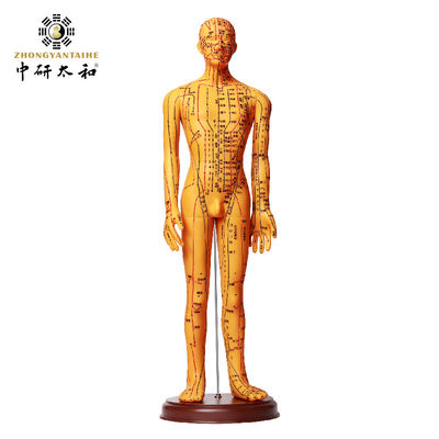 Mô hình thực hành kim châm cho đào tạo an toàn và chính xác