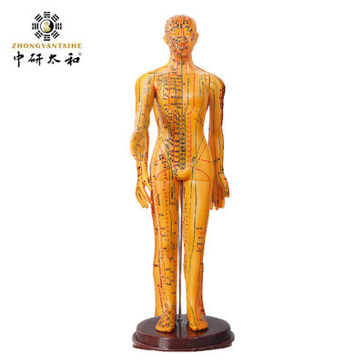 Mô hình châm cứu y học Trung Quốc linh hoạt cho giảng dạy y học