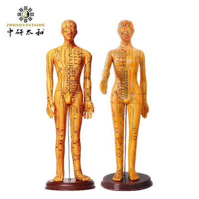 Mô hình châm cứu với khớp linh hoạt để học cấu trúc cơ thể