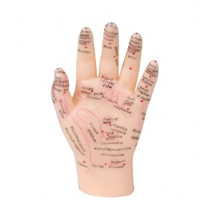 Các khớp linh hoạt cho vị trí thực tế Mô hình cơ thể châm cứu cho các ứng dụng đào tạo và giáo dục