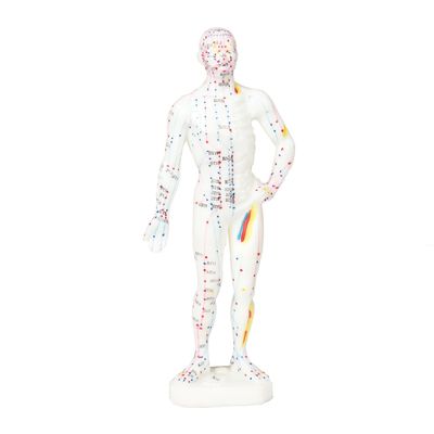 Sự xuất hiện thực tế Mô hình châm cứu Chi tiết và hình ảnh sống động của cơ thể con người Cân nặng khoảng 5kg