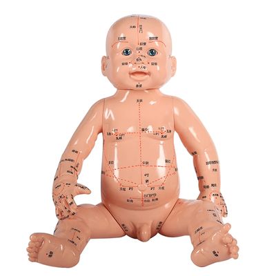 Mô hình cơ thể di động nhẹ và dễ vận chuyển khoảng 5kg