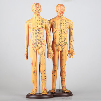 Biểu đồ kinh tuyến bao gồm Thuốc châm cơ thể Mô hình khoảng 5kg linh hoạt cho các kỹ thuật khác nhau